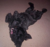 scrumpy