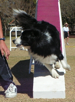 Ross on the Walk