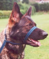 One Size fits all - complete with its own lead.

Do you get frustrated and annoyed when you are walking your dog and your arm is aching? Maybe your dog will walk on a slack lead, or even off the lead in a class or even an Agility show, but will still pull you when out of the ring and out for a walk.

Will NOT pull up into your dogs eyes.  They consist of two loops, one over the nose, the other containing the lead or ring(s) round the neck. When the dog pulls they both tighten and restrict the whole head and the Dog backs off from the restriction, in other words stops pulling. The action is from the side of the head and very gentle, it does not pull the dogs head round. 

Only gentle pressure is needed to control the dog. Do not jerk!