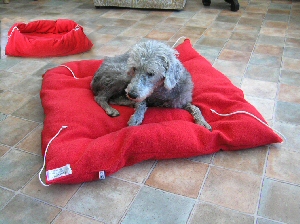 New exclusive Trover� dual purpose wonder bed. The go anywhere bed that dries your pet. Cage, car, boat, caravan, tent, office, the Trover� bed offers the perfect travelling answer.
Dogs, cats and owners adore it.

Flat it is a mat. Tie the cords, it is a bed.

Two sizes available: 26in x 26in and 36in x 36in.

Colour: Red
 
100% polyester. Easy wash.
   
(Reg. Des.UK 3024435)
