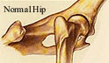 canine arthritis