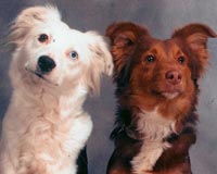 Tizzy and Copper