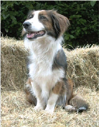 Medium dog Lexie