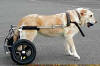 injured dog in a cart