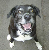 Harvey