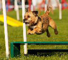 Boo Jumping - Action Replay Photography