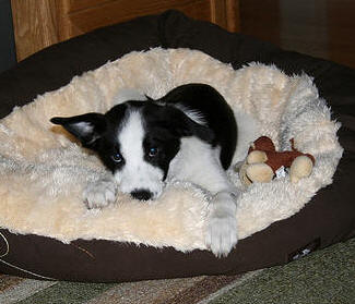Benefit as a puppy