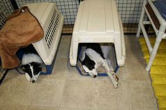 The stressful life of Clean Run dogs