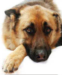 german shepherd laying down