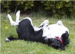 A very happy dog rolling around in the garden  no defences up hereJ