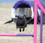 PIcture credit: Agility Photography UK