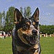 Australian Cattle Dog. In a nutshell: Smooth coated, medium-sized, energetic dog, easy to train with strong working instincts.