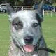 Australian stumpy tail cattle dog. In a nutshell: Australia's first working dog - once almost extinct as a breed, still rare in Australia and almost unknown elsewhere, but making a comeback.