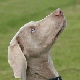 Weimaraner. In a nutshell: The handsome 'silver ghost' of agility - athletic, fearless, often 'one-man' dogs.