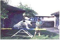 Moxie on the seesaw