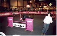 Chico, the Portuguese Water Dog
handler by Monica Abreu