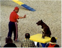 Jorge Pires' Azores Cattle Dog, Kendo