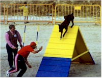 Kendo, an Azores cattle dog, handled
by Jorge Pires