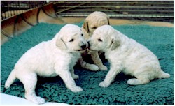 Acecliffe St. poodle puppies at 3 weeks old