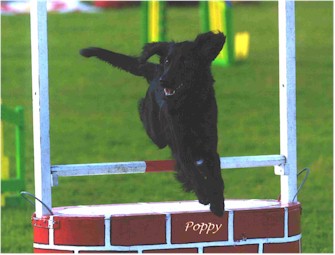 Flatcoat making a wish as it leaps through the well