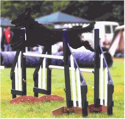 Spread jumps pose no threat to the Flatcoat