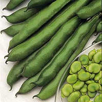 Excellent length and table quality. A fine green seeded Broad Bean and also excellent for deep freezing. Award of Garden Merit. Sow February-March. Packet sufficient for a double row of approximately 3.8m (12') (12-16 weeks maturity).