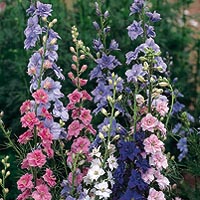 Pink, lavender, violet and white. Easily grown border annuals often used in summer arrangements. Slender stems of flowers in beautiful blending colours. Attracts butterflies.