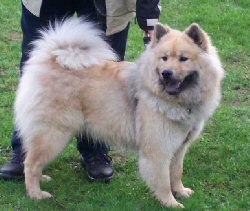 stacey watkins eurasier