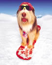 snowboarding dog photo