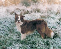 border collie limping back leg