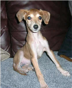 Saluki X Lurcher pup, fostered by Ian Dobison & Claire Stainton
