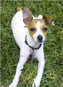 Thor the Rat Terrier owned by Jerg Berg