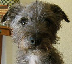 chappie dog food pancreatitis