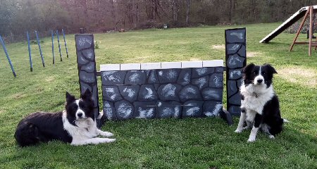 Dis collies, Eric (left) and Fluke with the  newly built stone wall